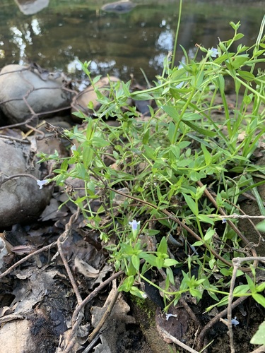 Lindernia parviflora (Lindernia parviflora)