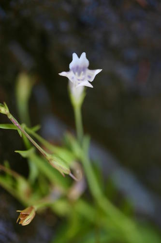 Lindernia parviflora (Lindernia parviflora)