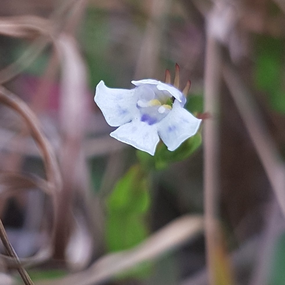 Lindernia parviflora (Lindernia parviflora)