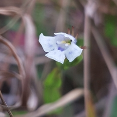 Lindernia parviflora (Lindernia parviflora)