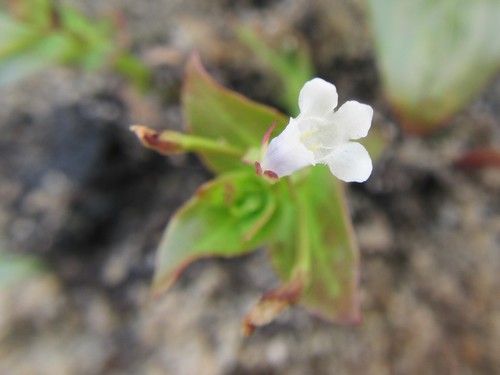 Lindernia parviflora (Lindernia parviflora)