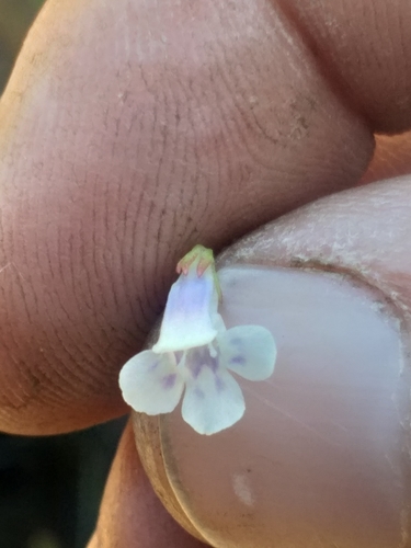 Lindernia parviflora (Lindernia parviflora)