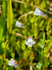 Lindernia parviflora (Lindernia parviflora)