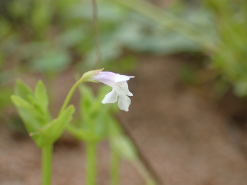 Lindernia parviflora (Lindernia parviflora)