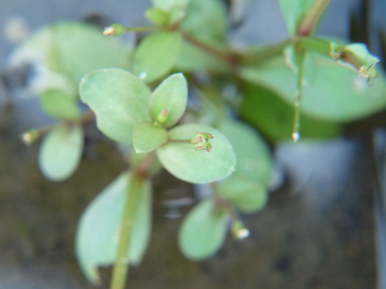 Prostrate false pimpernel: アゼナ