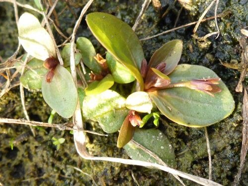 Prostrate false pimpernel: Lindernia procumbens (Krock.) Philcox observée en Tchéquie par Erik Simons (sous licence https://creativecommons.org/licenses/by/4.0/ ).