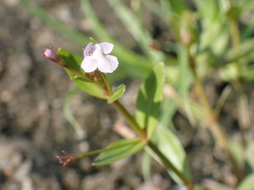 Prostrate false pimpernel (Lindernia procumbens)