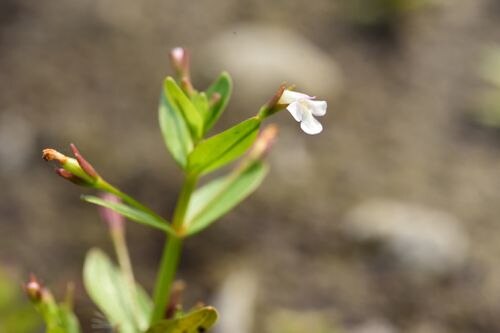Prostrate false pimpernel: Lindernia procumbens (Krock.) Philcox observée en Taipei chinois par 國立臺灣博物館 (sous licence https://creativecommons.org/licenses/by/4.0/ ).