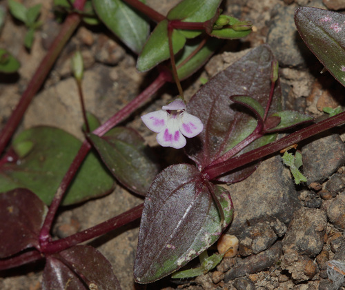 Prostrate false pimpernel (Lindernia procumbens)