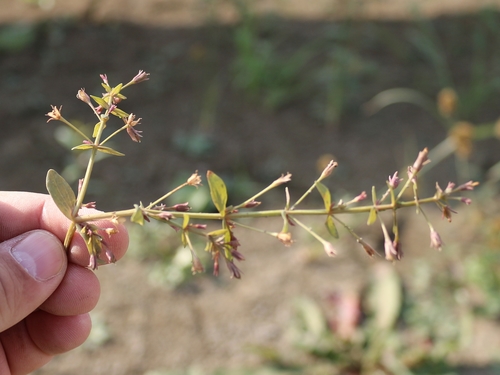 Prostrate false pimpernel (Lindernia procumbens)