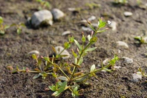 Prostrate false pimpernel: Lindernia procumbens (Krock.) Philcox observée en Taipei chinois par 國立臺灣博物館 (sous licence https://creativecommons.org/licenses/by/4.0/ ).