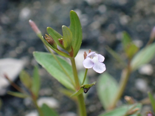 Prostrate false pimpernel (Lindernia procumbens)