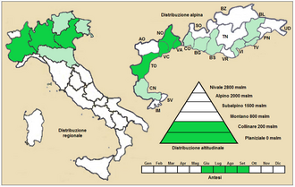 Prostrate false pimpernel: Lindernia procumbens - Distribuzione italiana