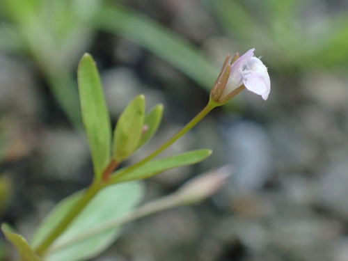 Prostrate false pimpernel (Lindernia procumbens)