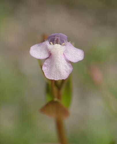 Prostrate false pimpernel (Lindernia procumbens)