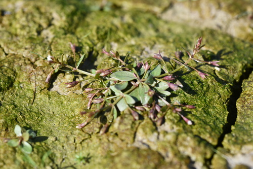 Prostrate false pimpernel (Lindernia procumbens)
