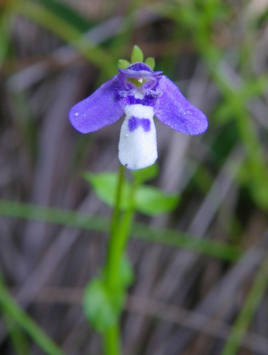 Lindernia prolata (Lindernia prolata)