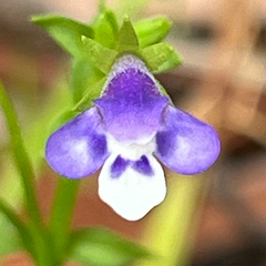 Lindernia prolata (Lindernia prolata)