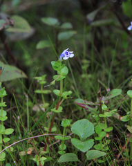 Lindernia rotundifolia (Lindernia rotundifolia)