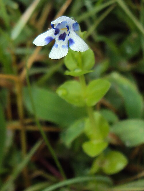 Lindernia rotundifolia: Lindernia rotundifolia