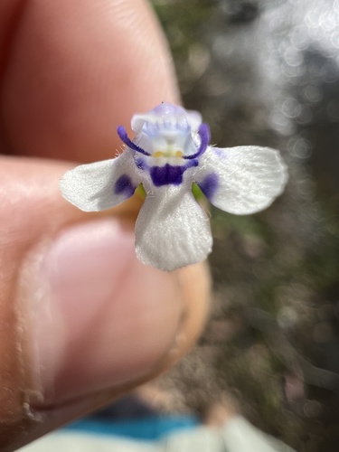 Lindernia rotundifolia (Lindernia rotundifolia)