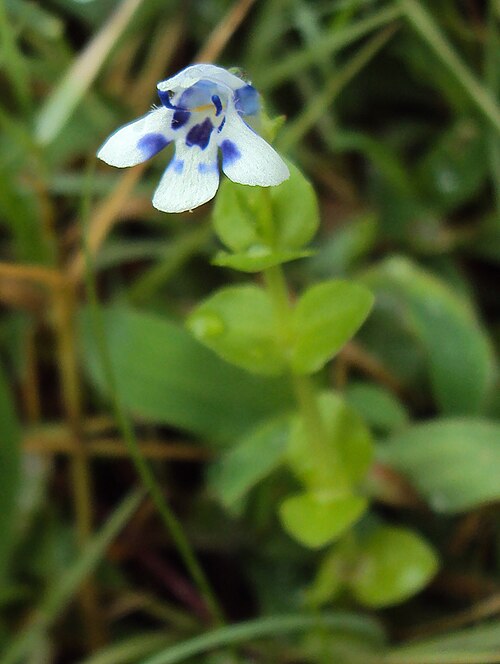 Lindernia rotundifolia: Lindernia rotundifolia
