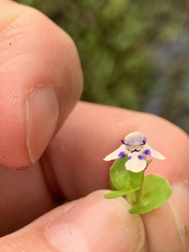 Lindernia rotundifolia (Lindernia rotundifolia)