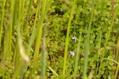 Lindernia rotundifolia (Lindernia rotundifolia)