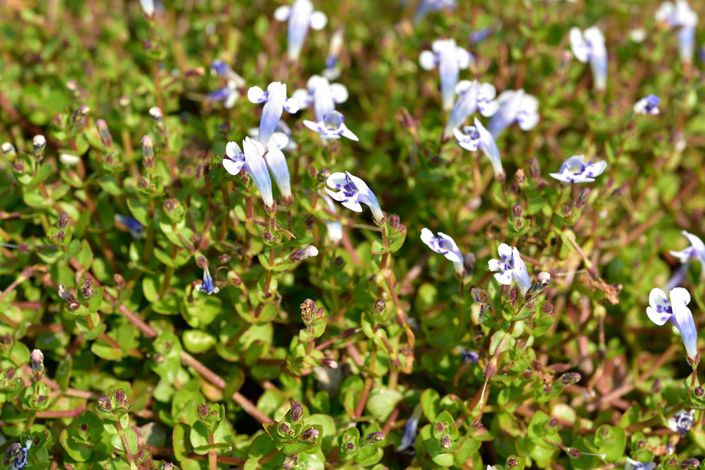 Lindernia rotundifolia (Lindernia rotundifolia)