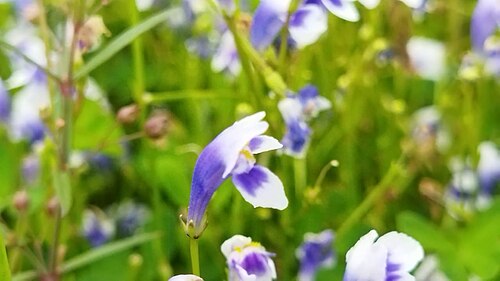 Lindernia rotundifolia: Photo by kakkannanpara, sreekandapuram