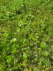Lindernia rotundifolia (Lindernia rotundifolia)