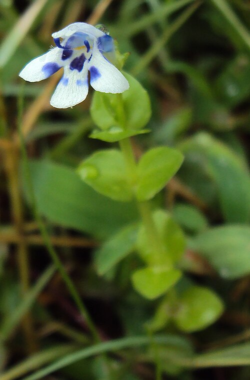 Lindernia rotundifolia: Lindernia rotundifolia