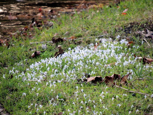 Lindernia rotundifolia (Lindernia rotundifolia)