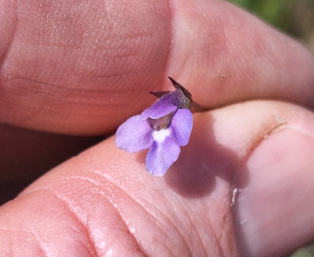 Lindernia yarun (Lindernia yarun)