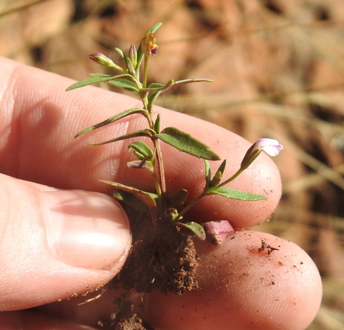 Linderniella nana (Linderniella nana)