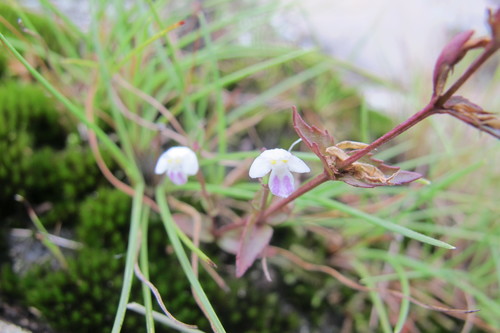 Linderniella nana (Linderniella nana)