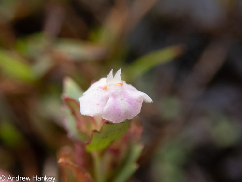 Linderniella nana (Linderniella nana)