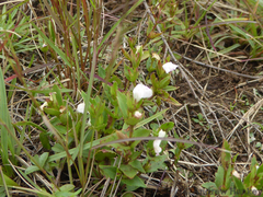 Linderniella nana (Linderniella nana)