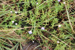 Linderniella wilmsii (Linderniella wilmsii)