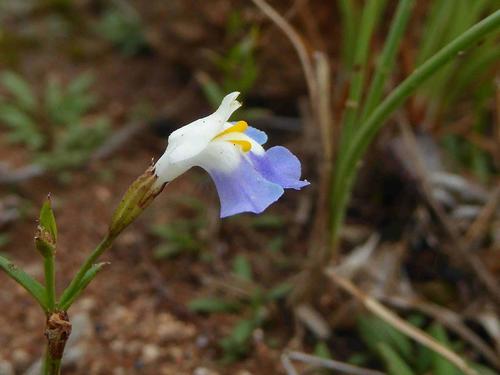 Linderniella wilmsii (Linderniella wilmsii)