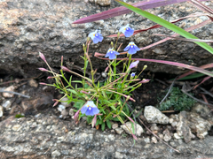 Linderniella wilmsii (Linderniella wilmsii)
