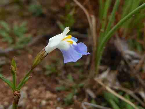 Linderniella wilmsii (Linderniella wilmsii)