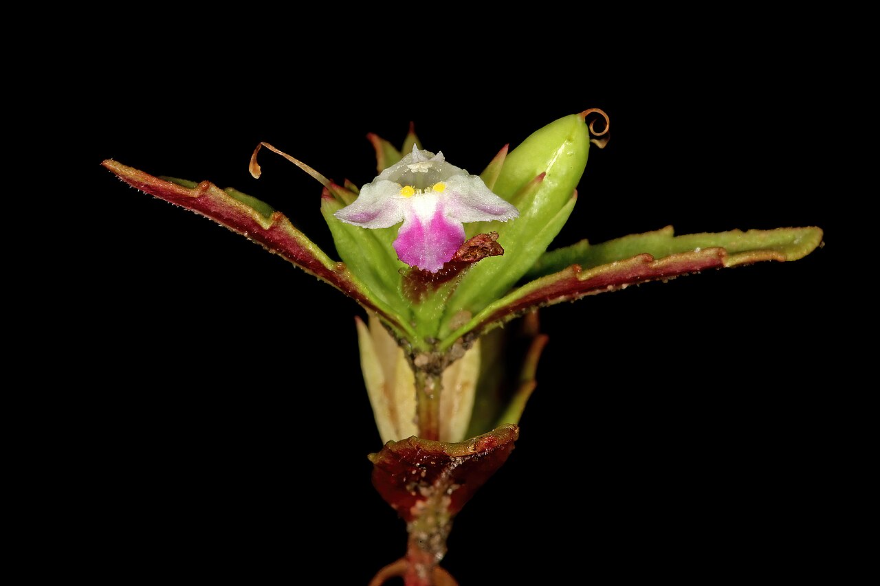 Linderniella wilmsii: Linderniella wilmsii , flower and developing fruit; shallow soil on rock sheets, near Ngodwana, Mpumalanga, South Africa
