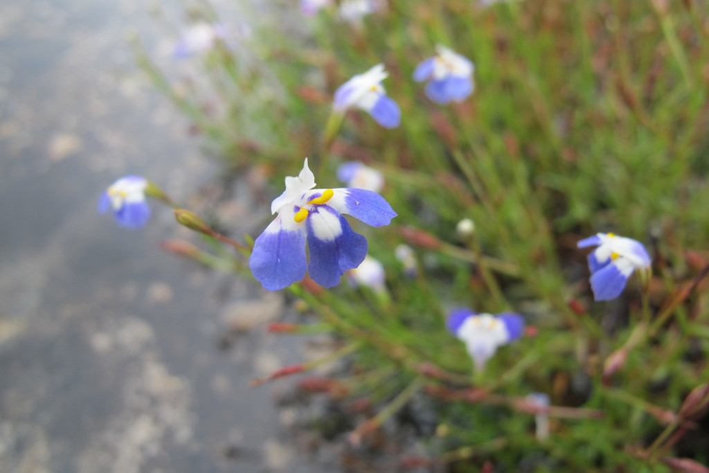 Linderniella wilmsii (Linderniella wilmsii)