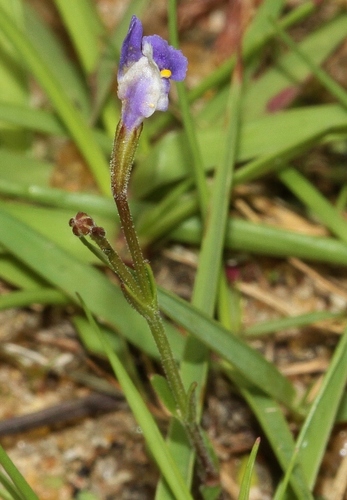 Linderniella wilmsii (Linderniella wilmsii)