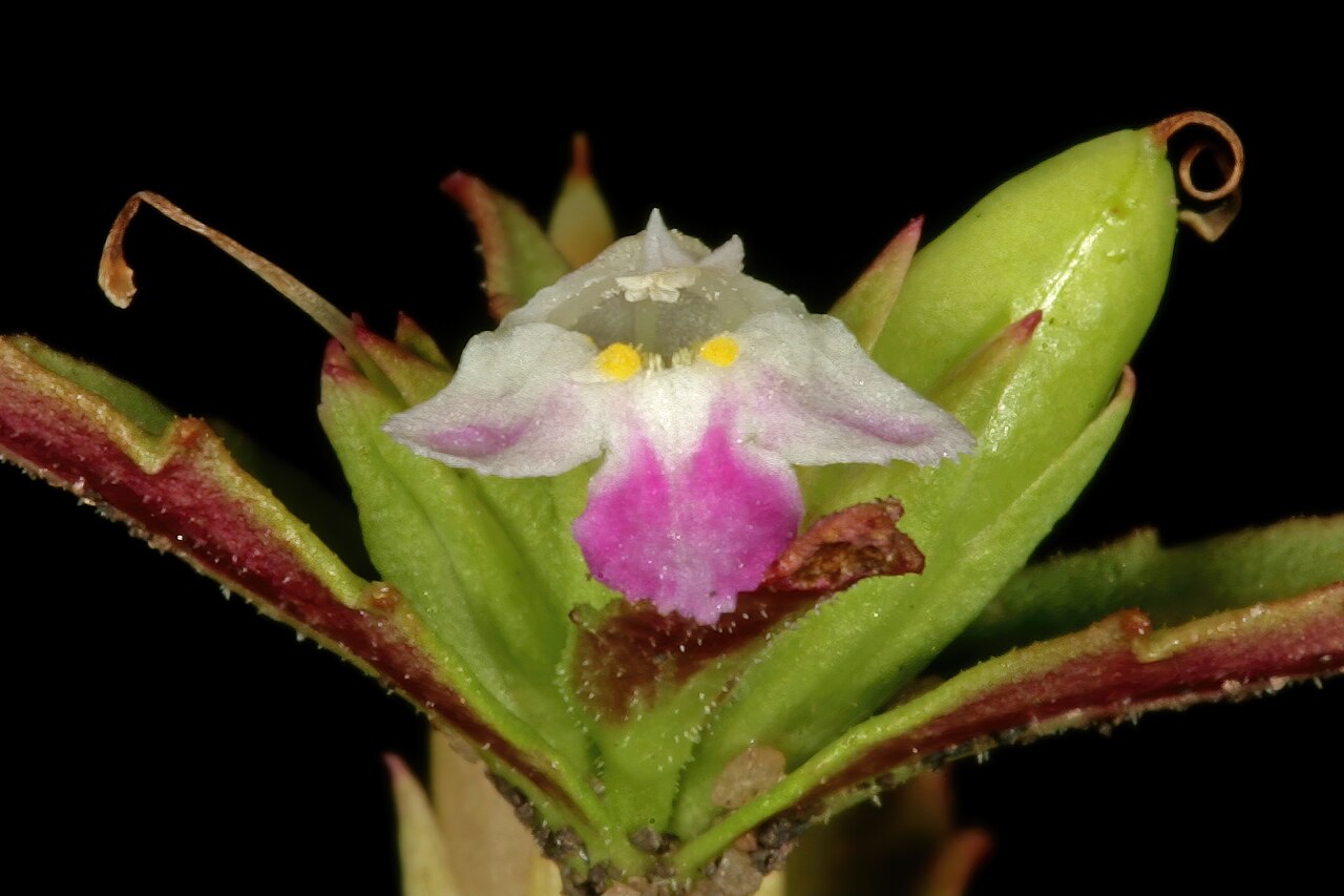 Linderniella wilmsii: Linderniella wilmsii , flower and developing fruit; shallow soil on rock sheets, near Ngodwana, Mpumalanga, South Africa