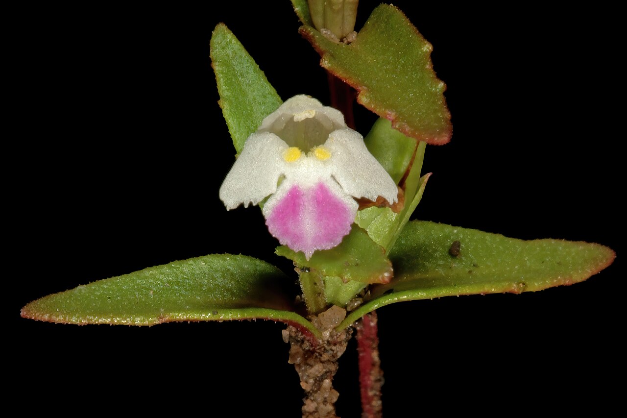 Linderniella wilmsii: Linderniella wilmsii , flower; shallow soil on rock sheets, near Ngodwana, Mpumalanga, South Africa