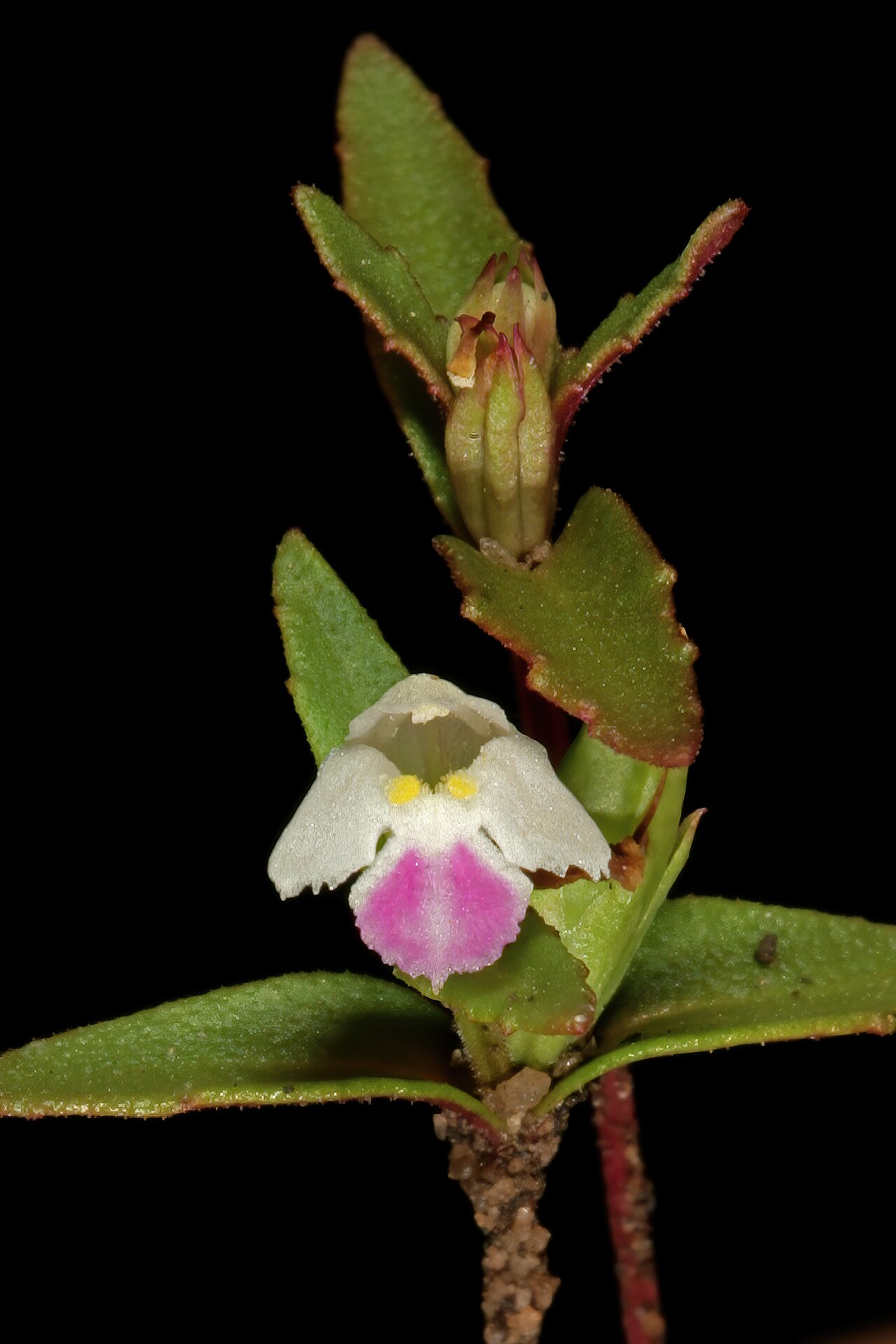 Linderniella wilmsii: Linderniella wilmsii , flower and flower buds; shallow soil on rock sheets, near Ngodwana, Mpumalanga, South Africa