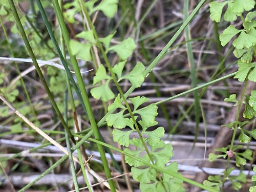 Lindsaea incisa (Lindsaea incisa)