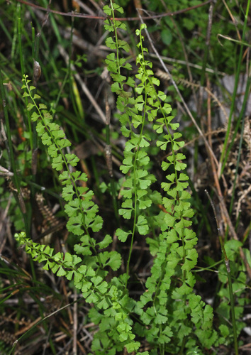 Lindsaea incisa (Lindsaea incisa)